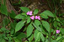 Impatiens chekiangensis Y. L. Chen resmi