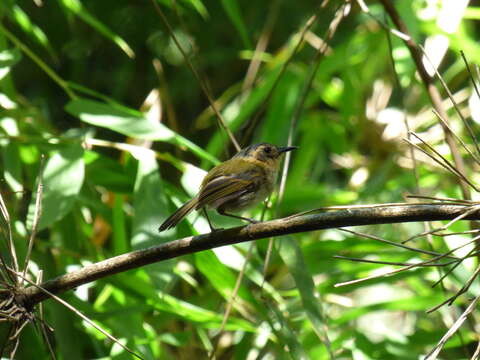 Image of Ochre-faced Tody-Flycatcher