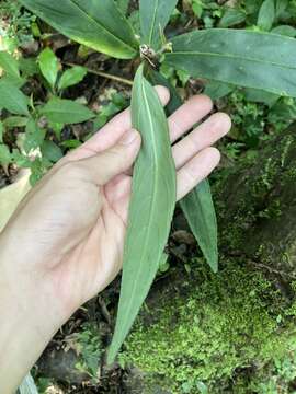 Imagem de Ardisia crispa (Thunb.) A. DC.