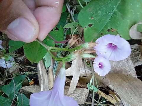 Слика од Ipomoea trifida (Kunth) G. Don