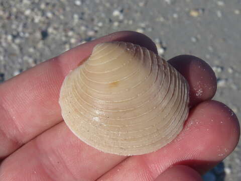 Image of Südliche Quahog-Muschel