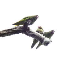 Image of Dusky-billed Parrotlet