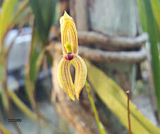 Image of Maxillaria lineolata (Fenzl) Molinari