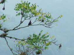 Image of Red-billed Pigeon