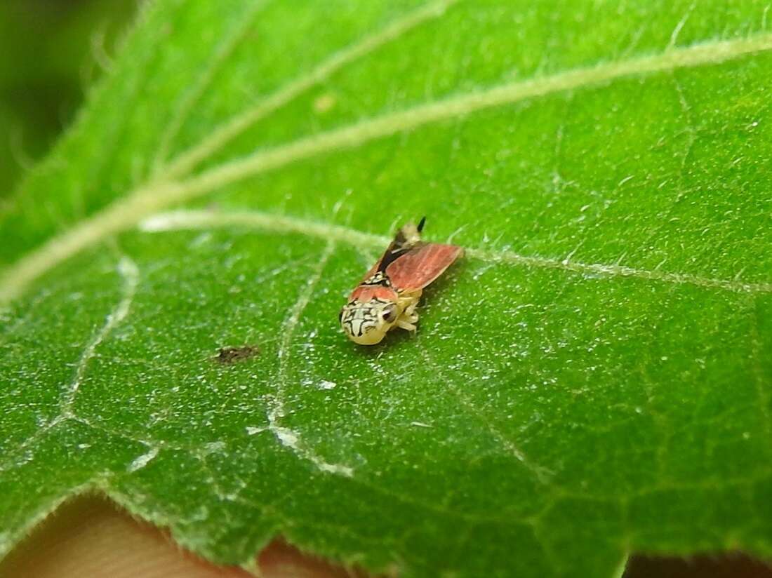 Image of Bucephalogonia xanthophis (Berg 1879)