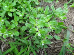 Plancia ëd Bothriospermum zeylanicum (J. Jacquin) Druce