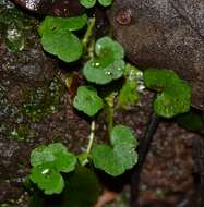 Image de Hydrocotyle bowlesioides Mathias & Constance