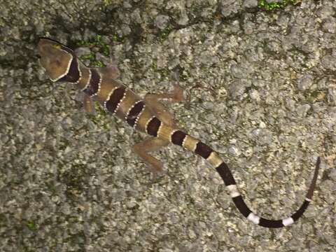 Image of Malayan Forest Gecko