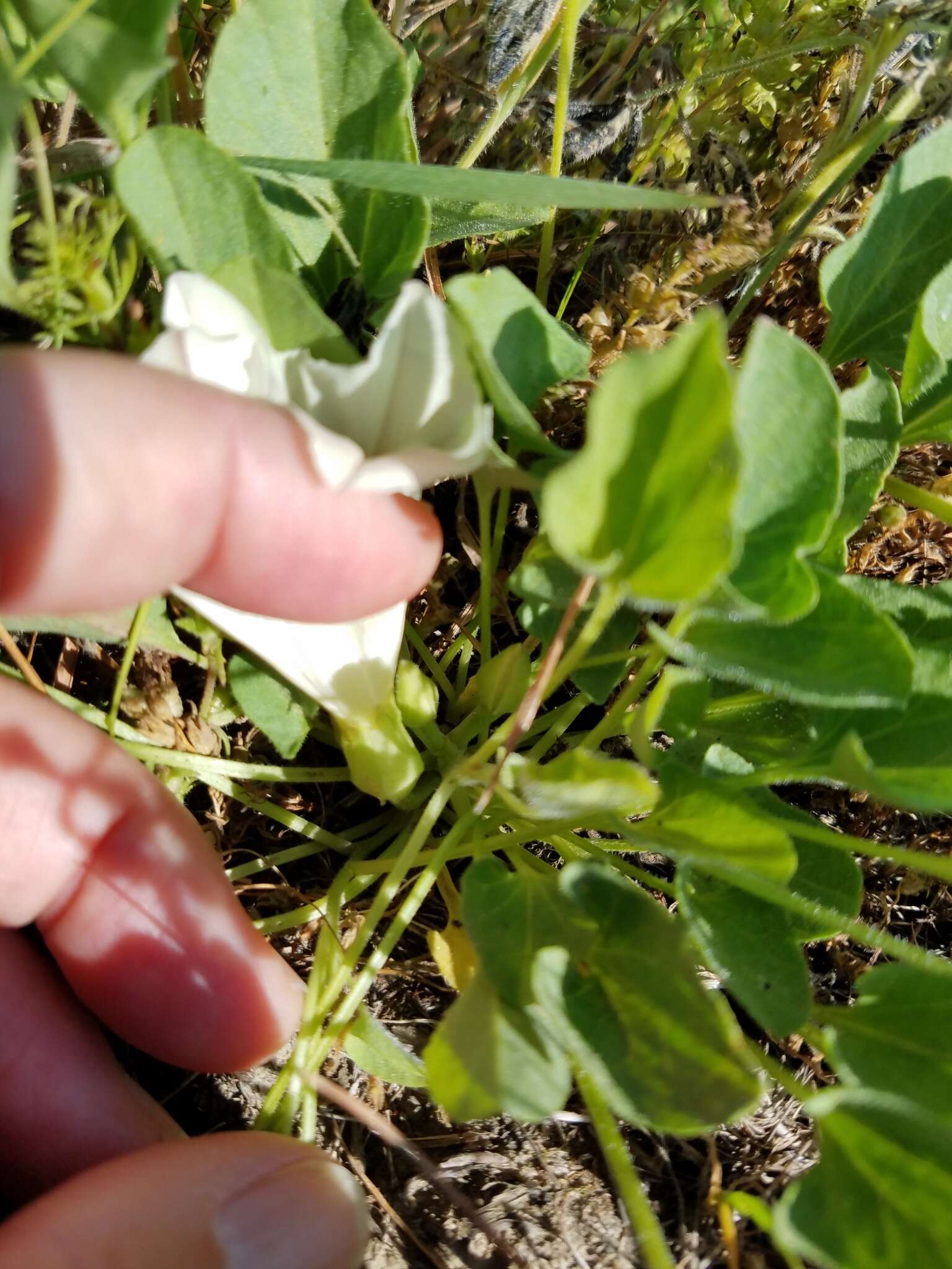 Image de Calystegia subacaulis Hook. & Arn.