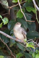 Cisticola chiniana (Smith & A 1843) resmi