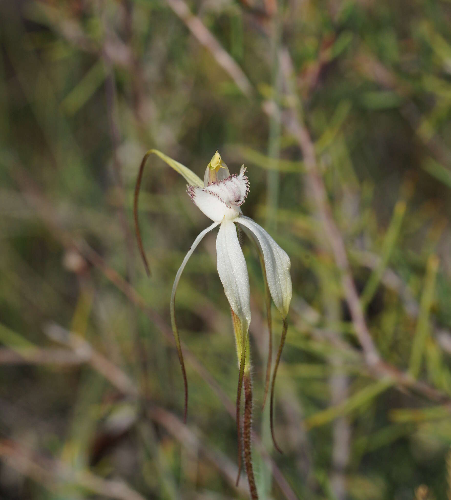 Image of Graceful spider orchid