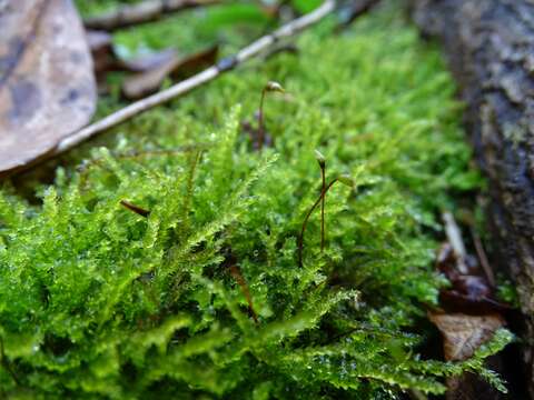 Image of New England bryhnia moss