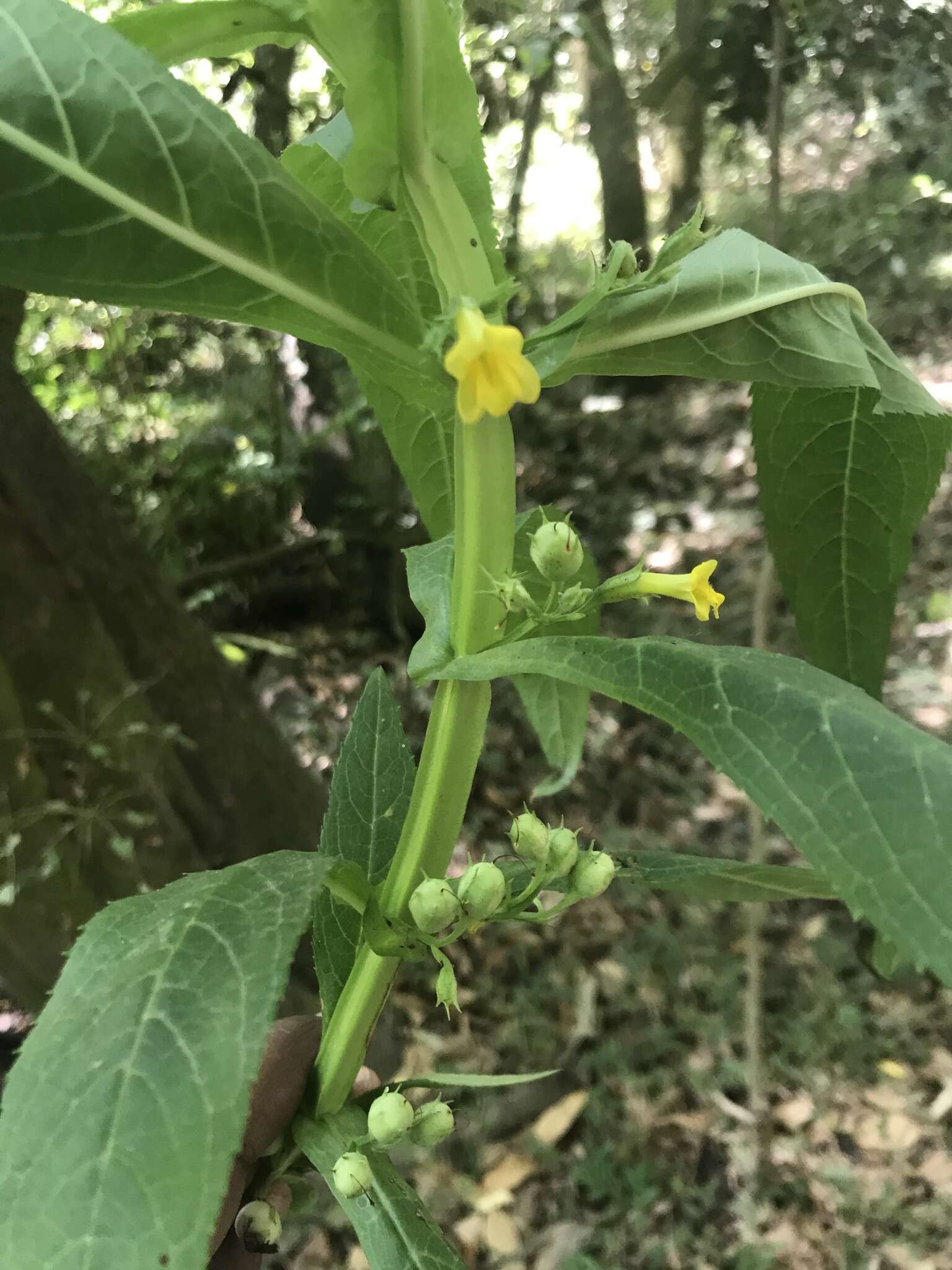 Image of Leucocarpus perfoliatus (Kunth) Benth.