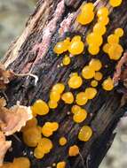 Image of Yellow Hat Jelly