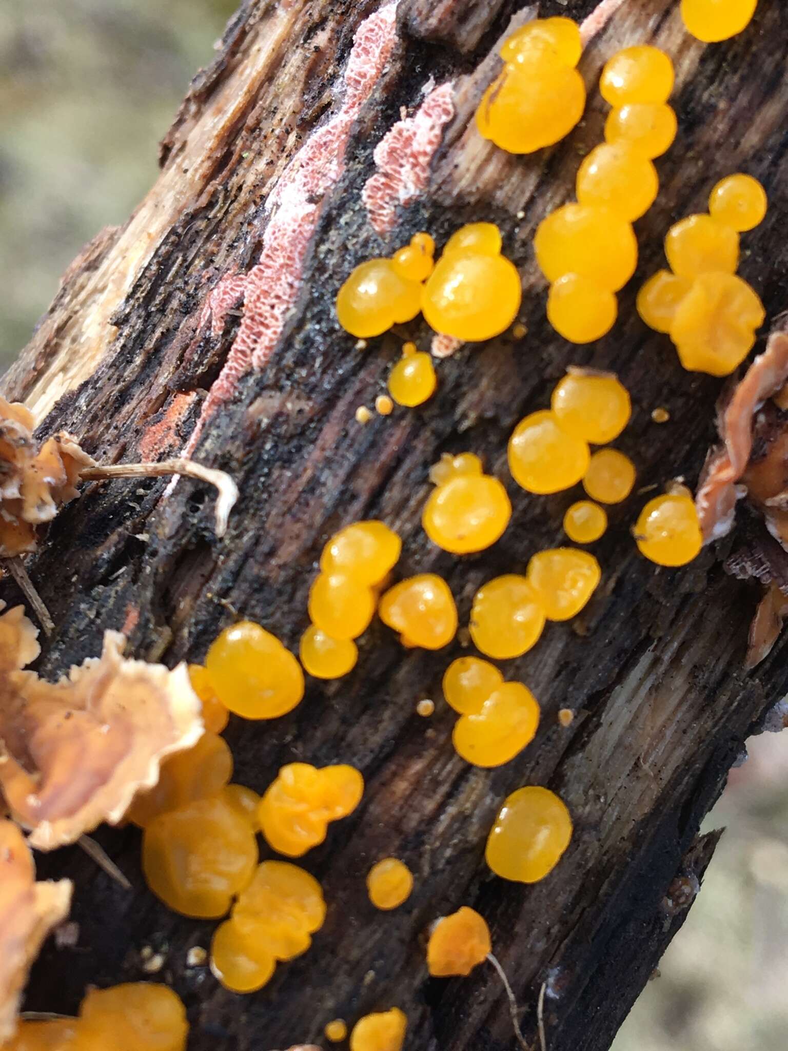 Image of Yellow Hat Jelly