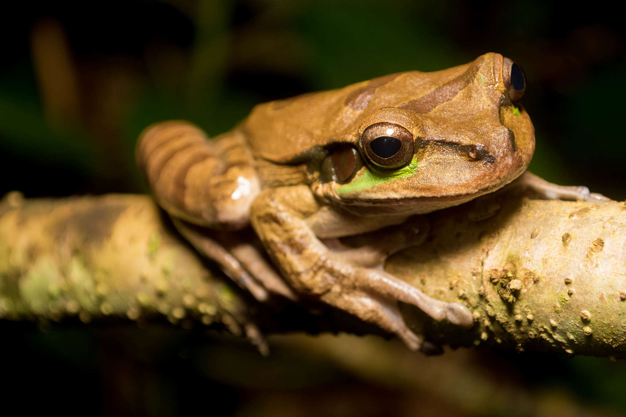 Smilisca phaeota (Cope 1862)的圖片