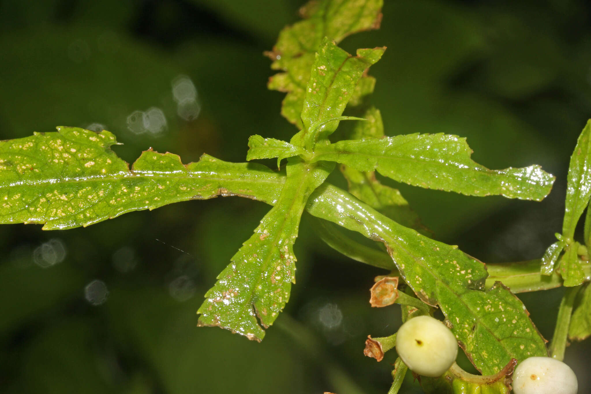 Image of Leucocarpus perfoliatus (Kunth) Benth.