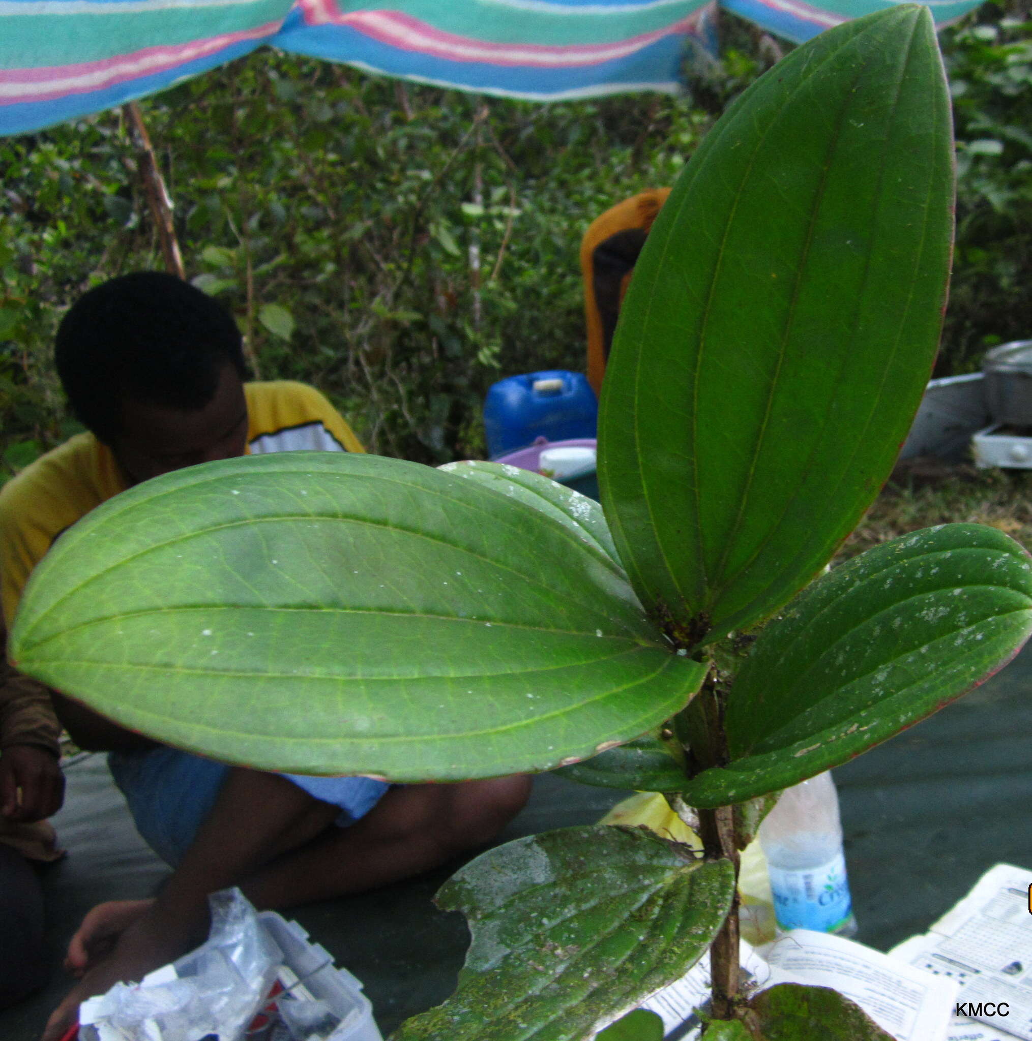 Image of Medinilla quadrangularis Jumelle & Perrier