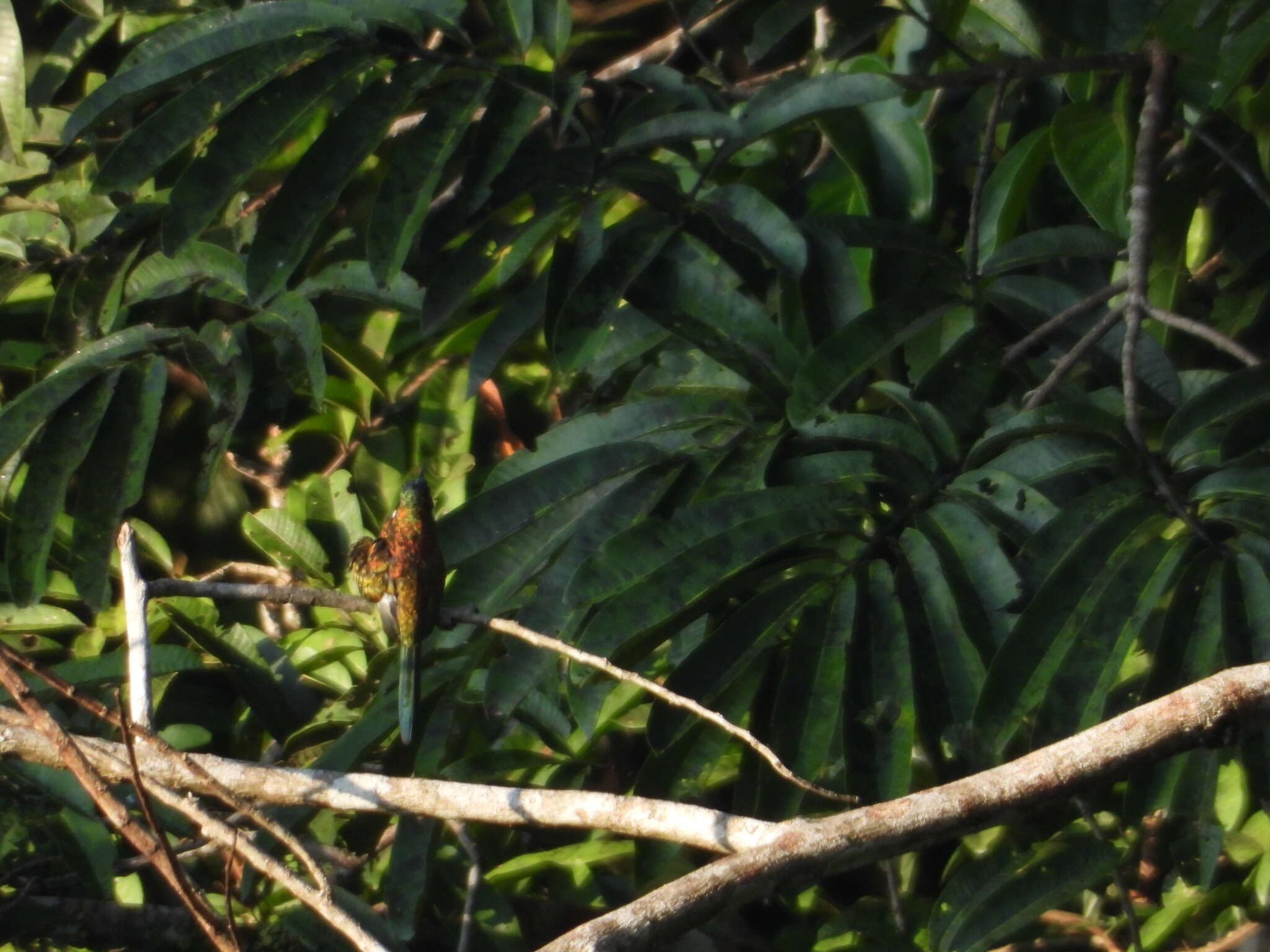 Image of Purplish Jacamar