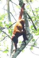 Image of Bolivian Red Howler Monkey