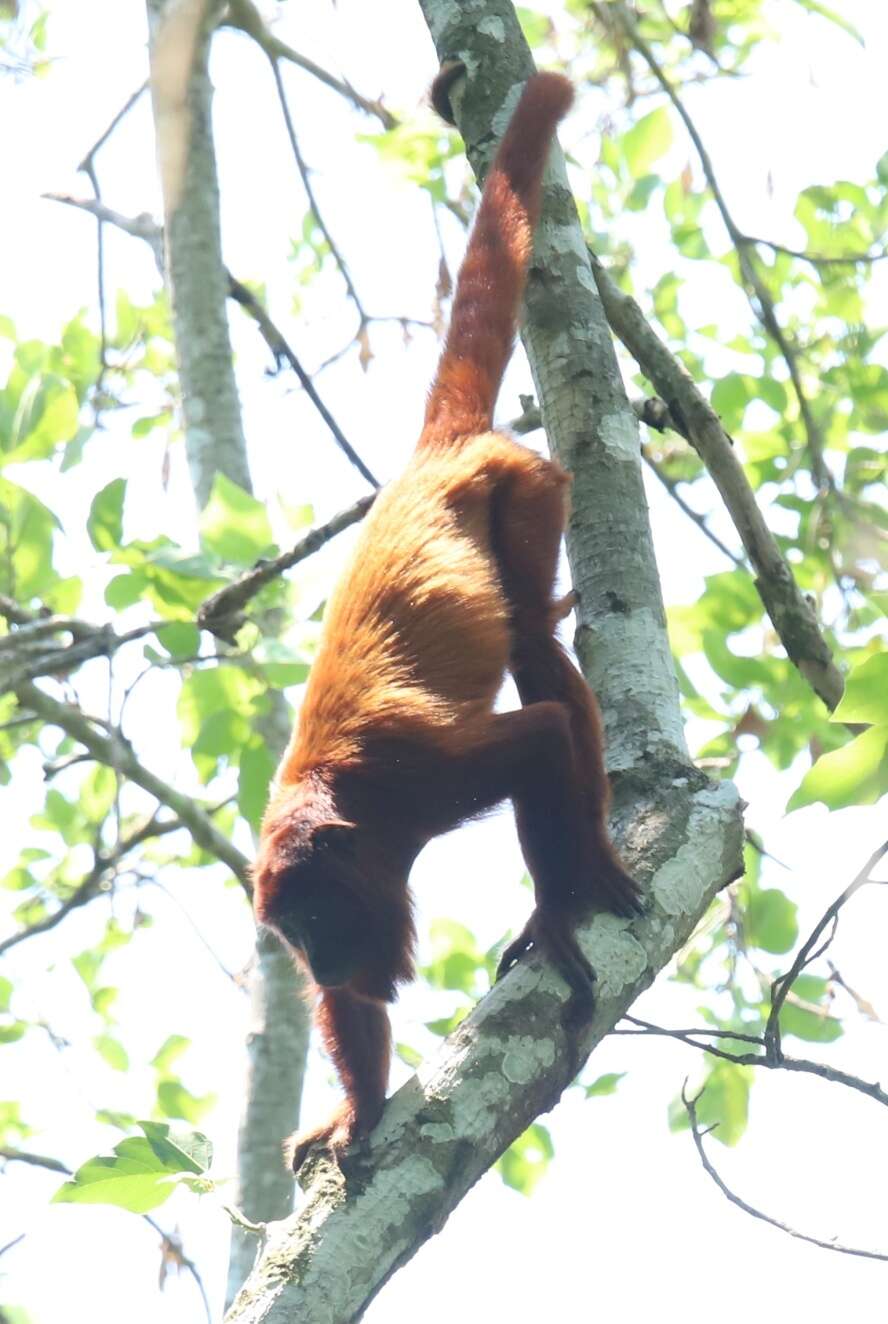 Image de Alouatta sara Elliot 1910