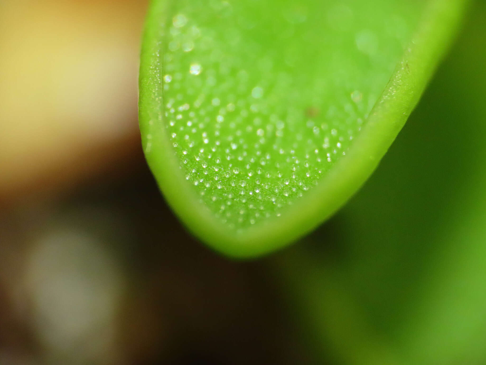 Image of Pinguicula vallis-regiae F. Conti & Peruzzi