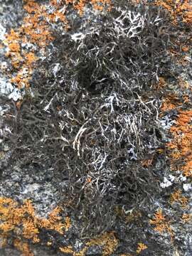 Image of Anaptychia crinalis (Schleich. ex Schaer.) Vezda