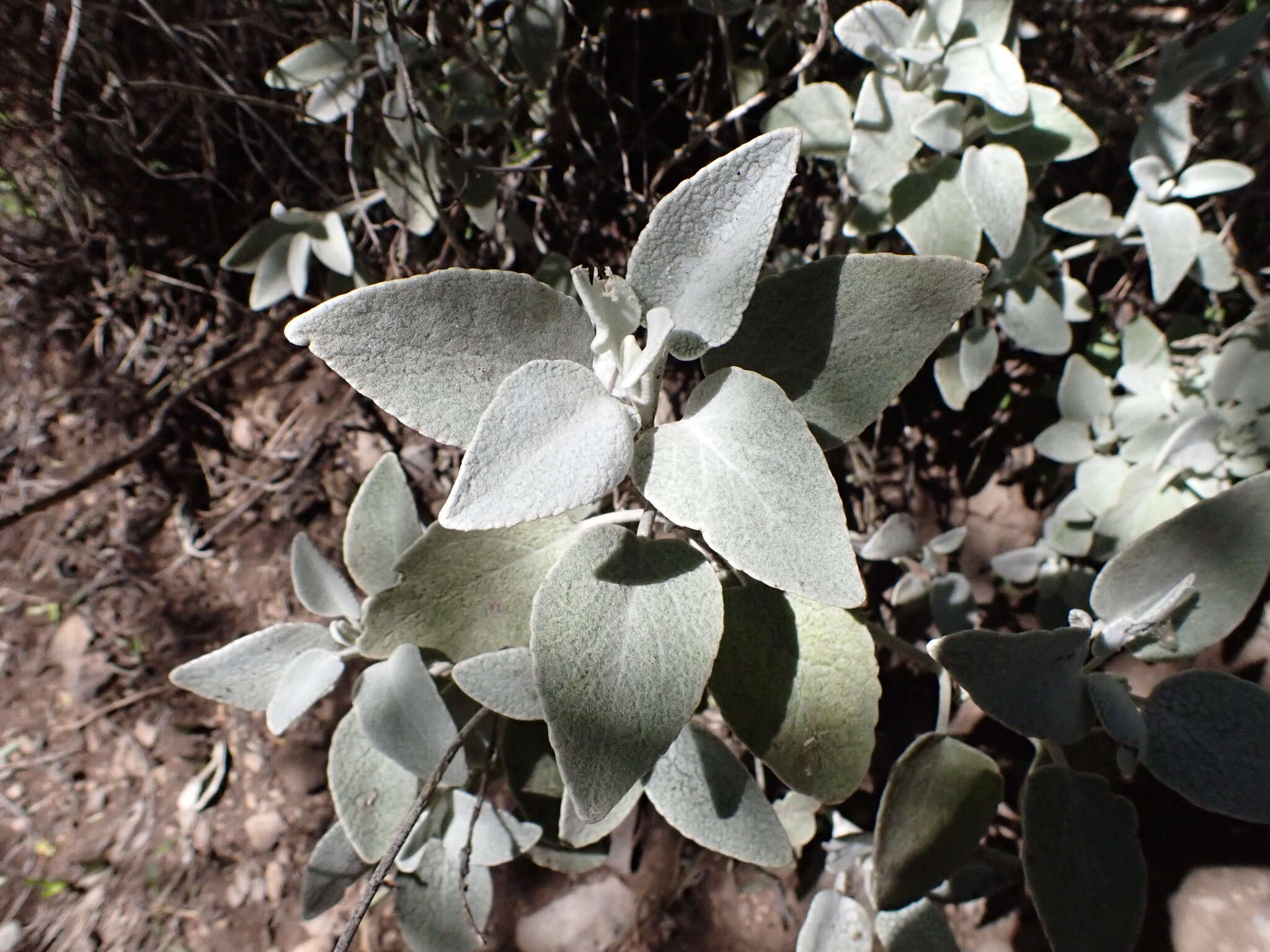 Sideritis oroteneriffae Négrin & P. Pérez resmi