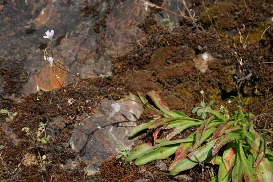 Image of Congdon's lewisia