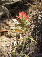 Image of Trans-Pecos Indian paintbrush