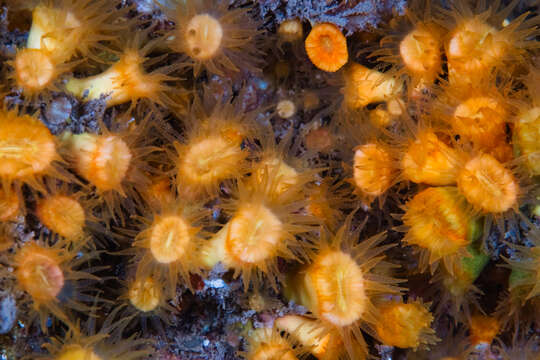 Image of Cladopsammia eguchii (Wells 1982)