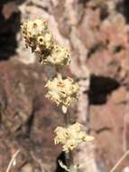 Image of Utah butterflybush