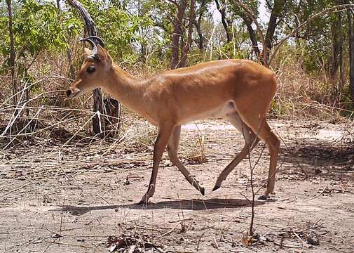 Image of Bohor Reedbuck