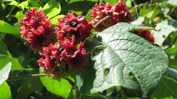 Image of Clerodendrum canescens Wall. ex Walp.