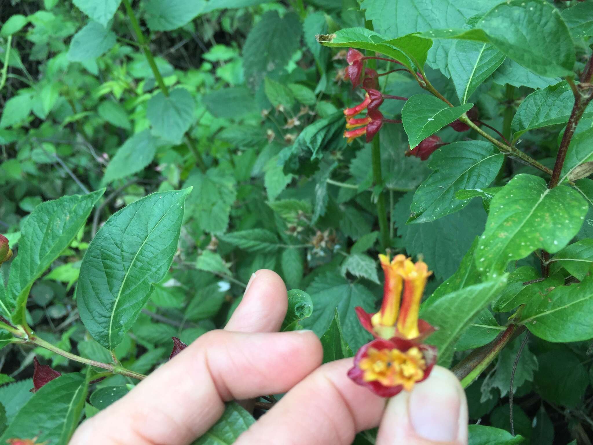 Image of twinberry honeysuckle