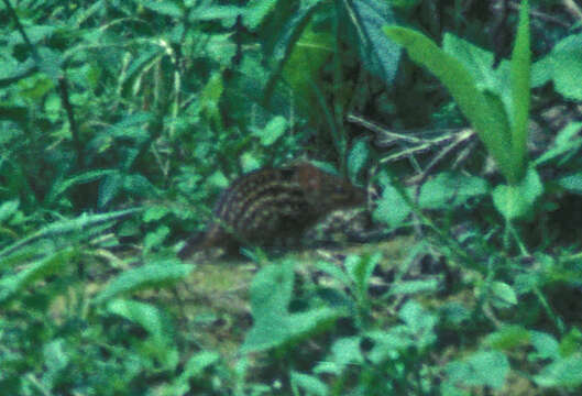 صورة Lemniscomys striatus (Linnaeus 1758)