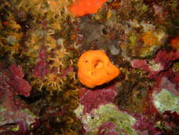 Image of Maltese sponge