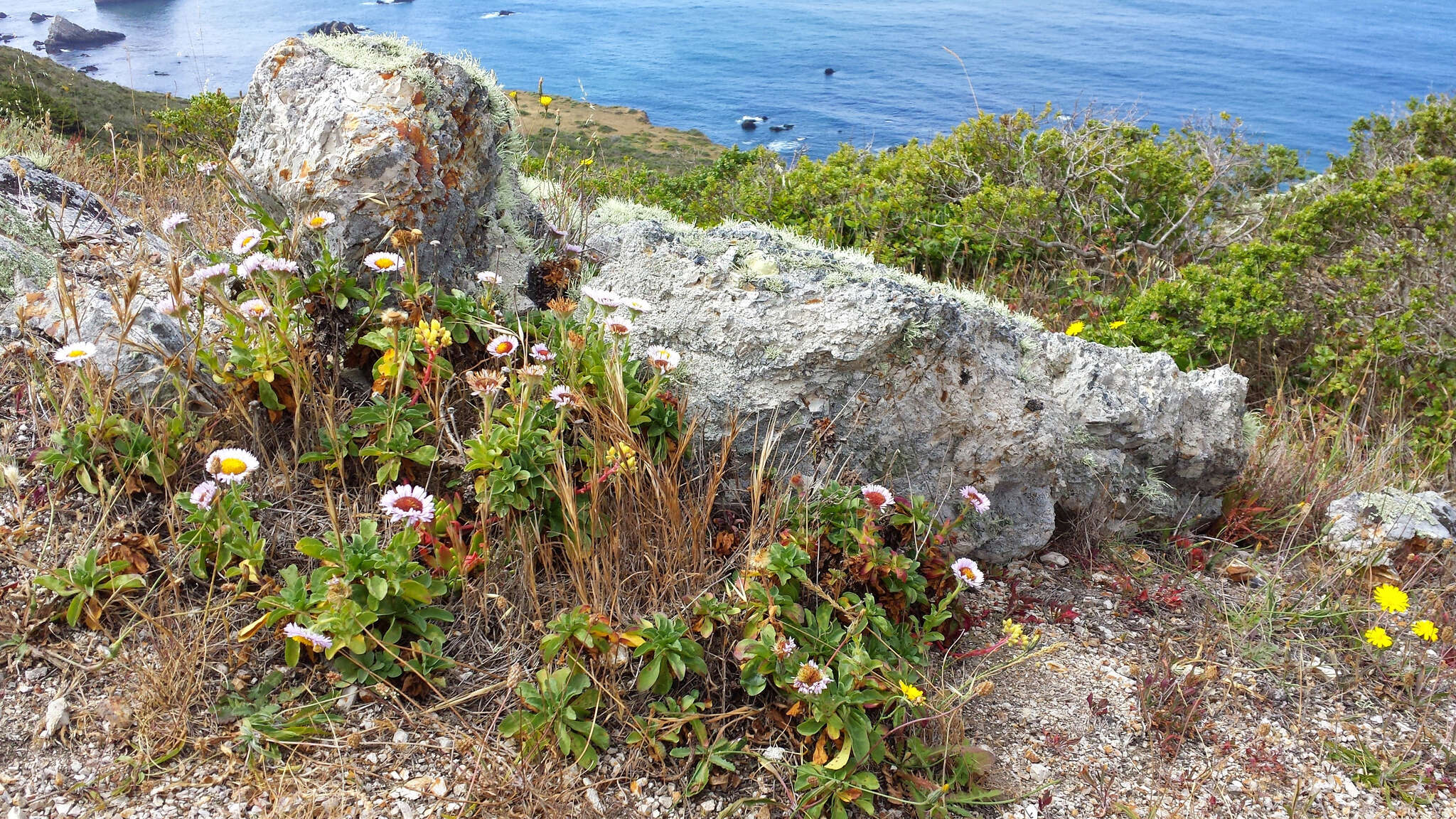 Image of seaside fleabane