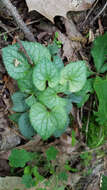 Image of southern woodland violet