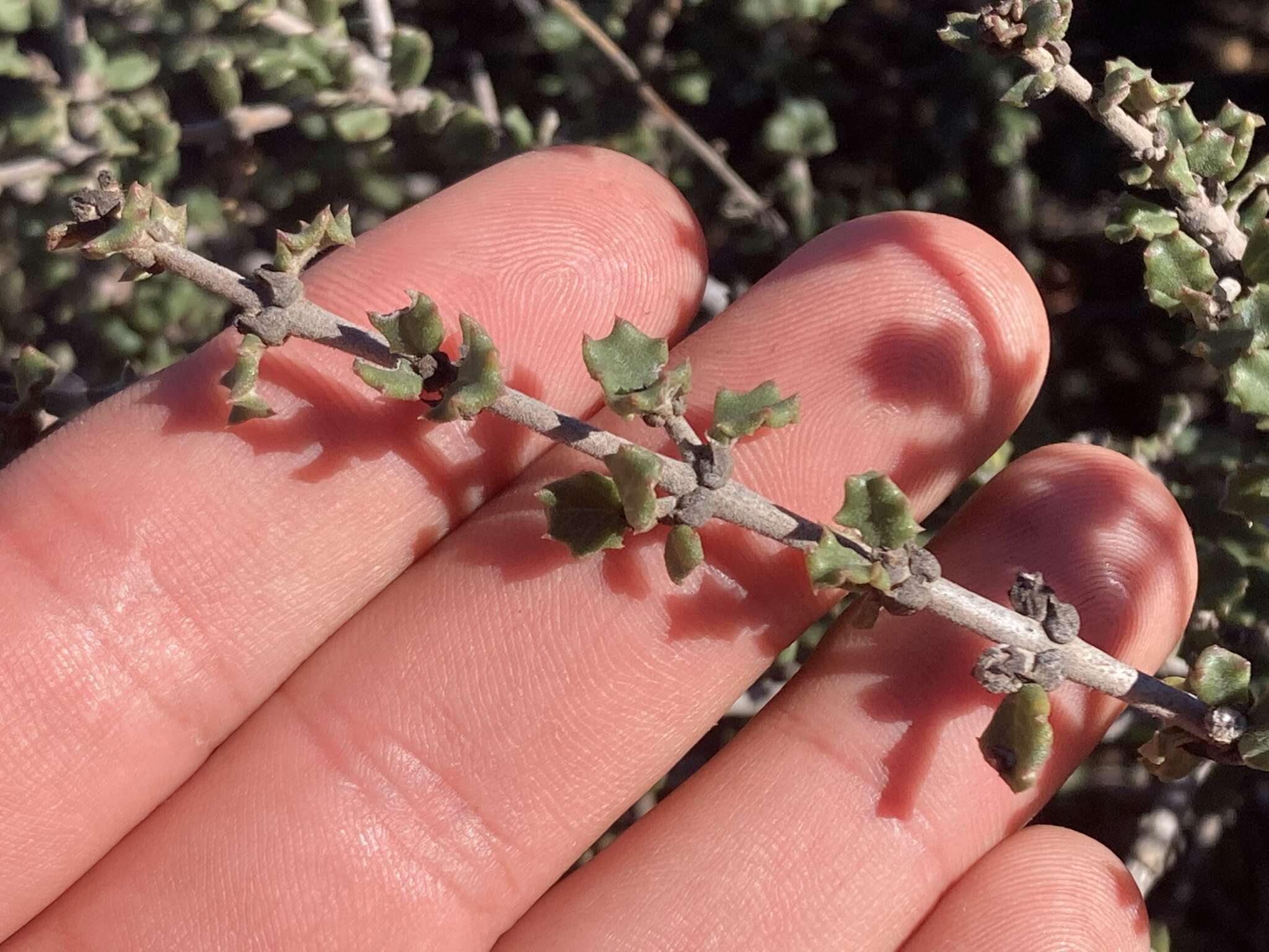 Image of ceanothus