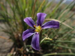 Image of Solenomelus segethi (Phil.) Kuntze