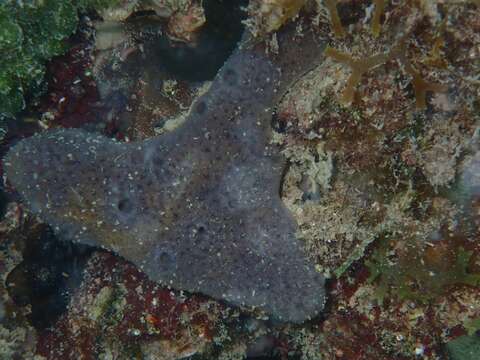 Image of lavender rope sponge