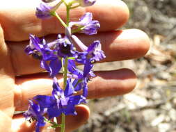 Image of zigzag larkspur