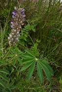 Plancia ëd Lupinus polyphyllus subsp. polyphyllus