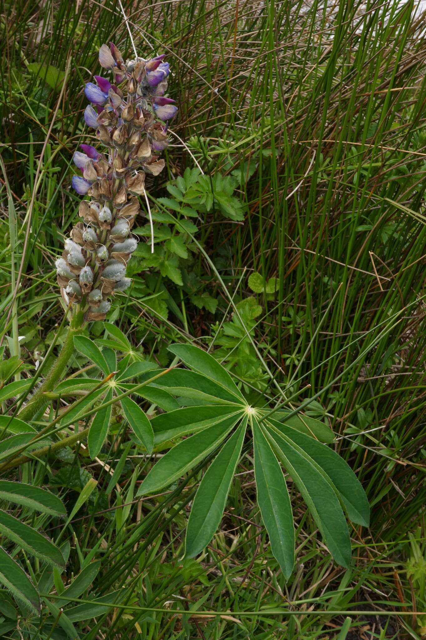 Plancia ëd Lupinus polyphyllus subsp. polyphyllus