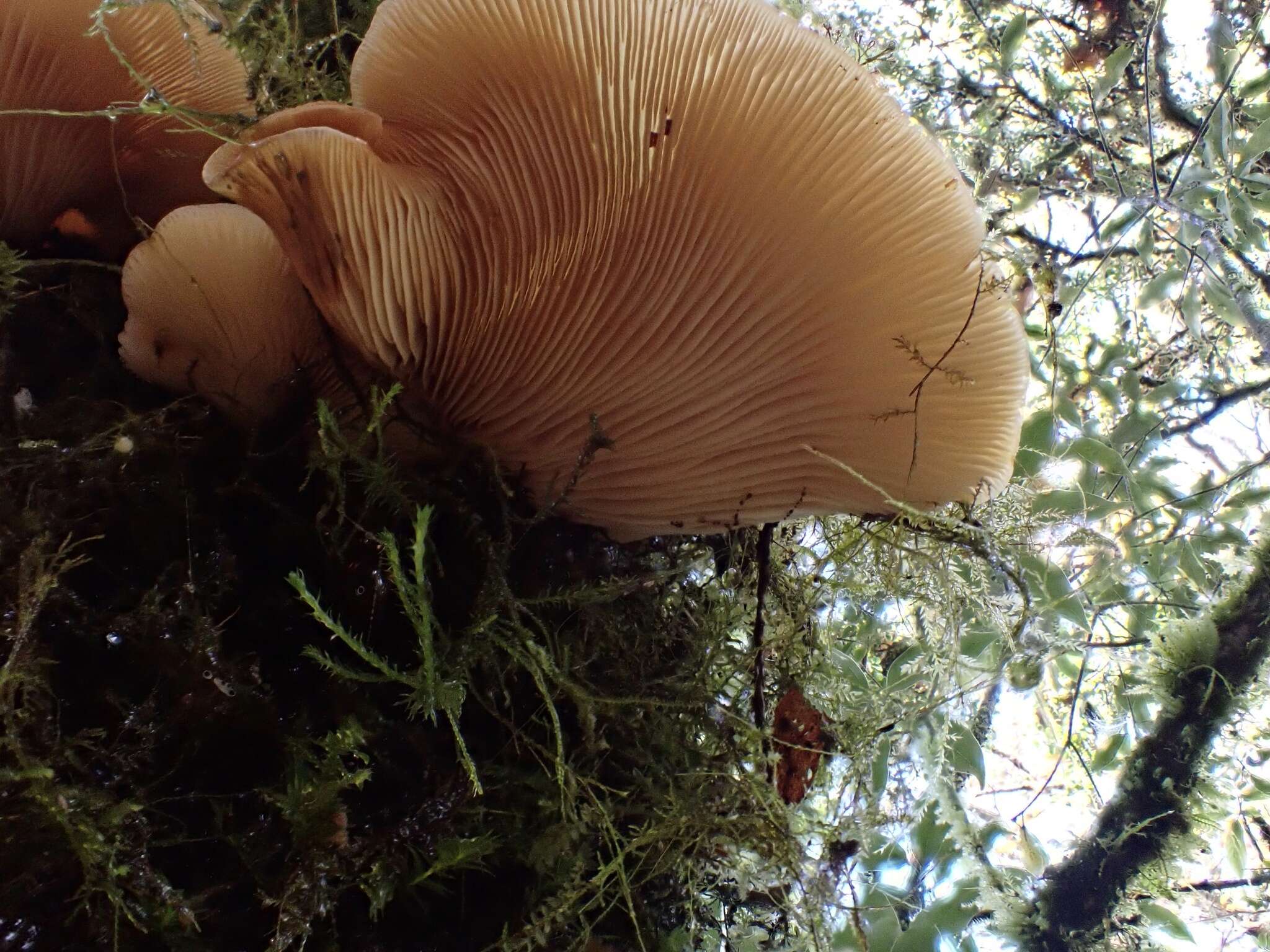 Image of Sarcomyxa edulis (Y. C. Dai, Niemelä & G. F. Qin) T. Saito, T. Tonouchi & T. Harada 2014