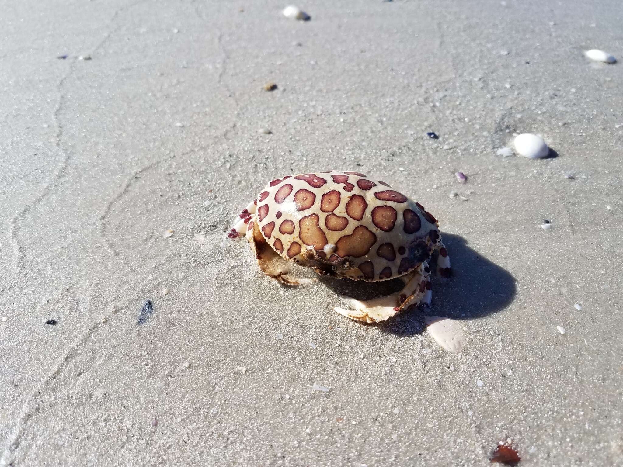 Image of Calico Crab