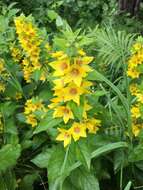 Слика од Lysimachia punctata L.
