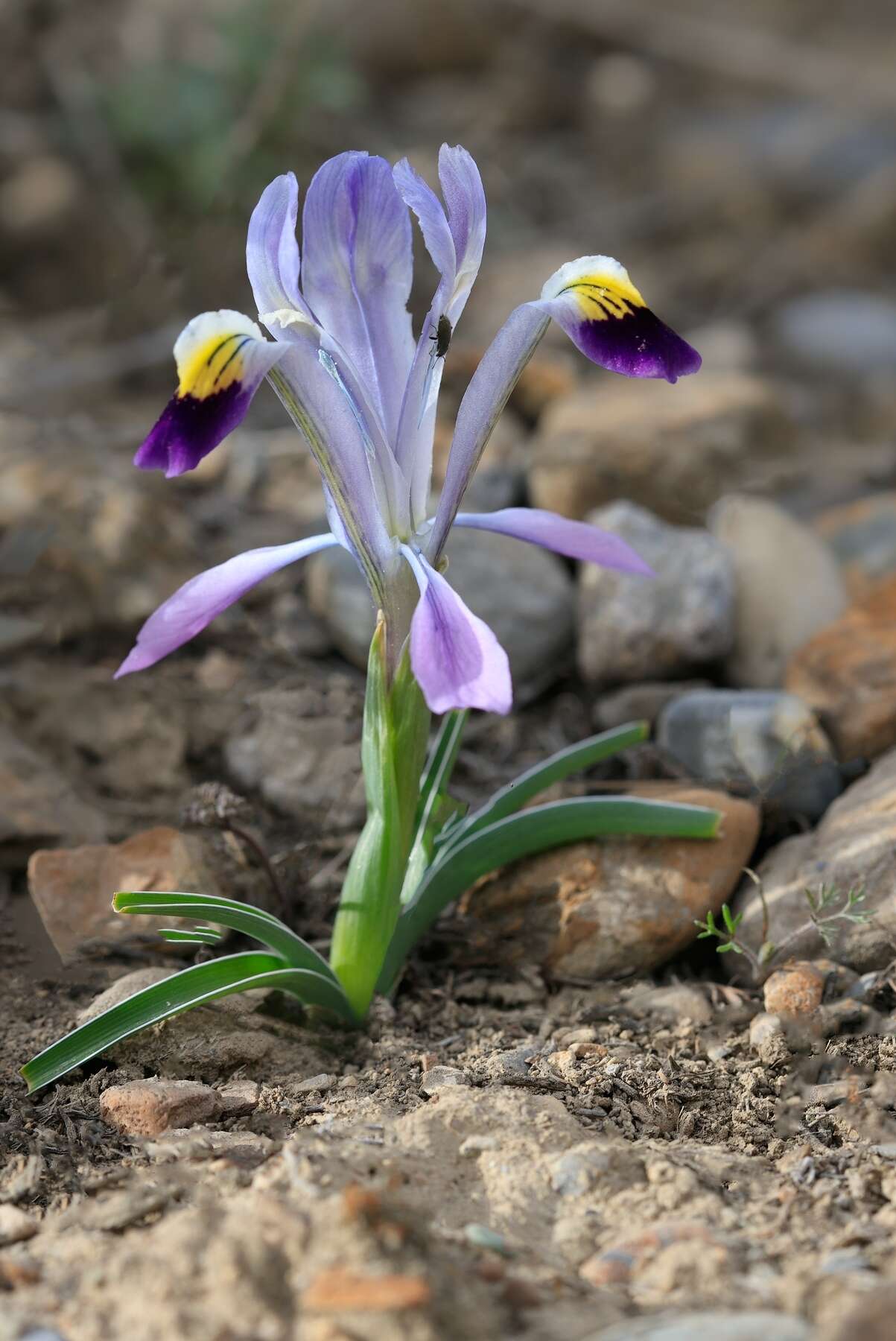 Imagem de Iris narbutii O. Fedtsch.