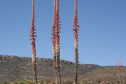 Image of Clanwilliam Aloe